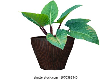 Tree of Philodendron Cherry red or Bon family tree in Cement pot with brown wooden pattern. Decorative auspicious tree in the garden. - Shutterstock ID 1970392340