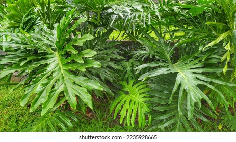 Tree philodendron or Thaumatophyllum bipinnatifidum or Philodendron selloum or xanadu.Ornamental plant,tropical tree - Shutterstock ID 2235928665