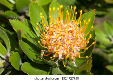 Tree Pincushion Or Pincushion Protea (Leucospermum Conocarpodendron)