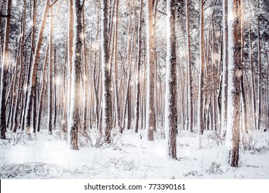 Tree pine spruce in magic forest winter with falling snow sunny day. Snow forest snowfall. Christmas Winter New Year background trembling scenery.