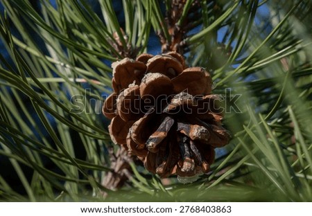 Tree with pinecone in summer  time