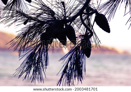 Tree with pinecones at the beach