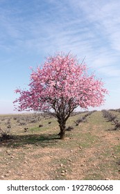 tree with pink blossom cherry almond blossomed in spring in field with blue sky