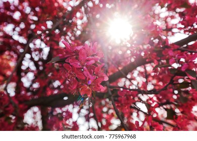 tree with pink blossoms and the glow of the sun through the treetop
