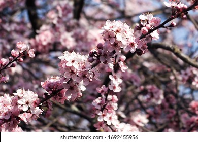 Tree With Pink Flowers, Cherry Plum Tree