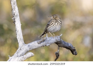 Tree pipit in the tree