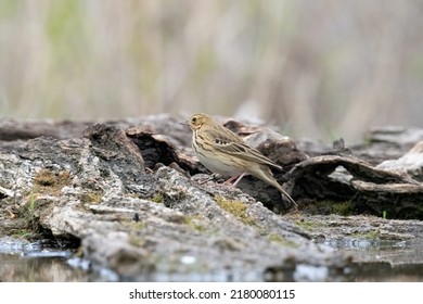 Tree Pipit On Puszta Eldorado Hungary.