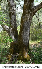 The Tree Of The Placerville Countryside