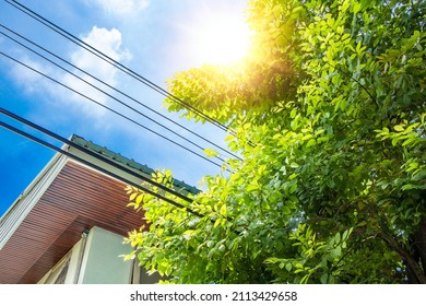 Tree Plant Garden In Home Area For Fresh Green Cooling House And Ozone Cleaning Air Concept.