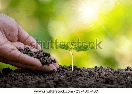 Tree or plant planted by gardener's hand and environmental care, ecology and environmental protection concept.