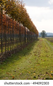 Tree plantation