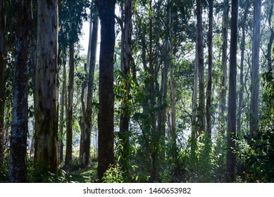 Tree Plantation At Coffee Garden Of Coorg