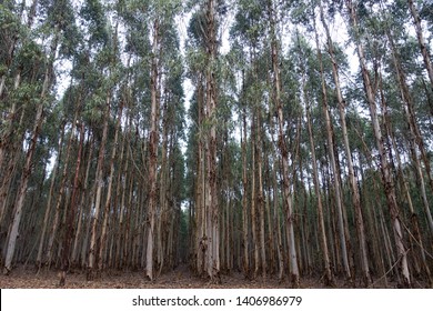 Tree Plantation, Eucalyptus, South Africa