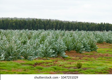 Tree Plantation - Western Australia