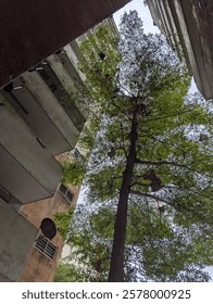 a tree planted between buildings.