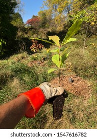 Tree Planter Holding White Oak Seedling