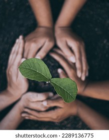 Tree planting grows in soil in children's hands to save world environment, tree care, arbor day, Tu Bishvat (B'Shevat) environmental protection, ecological education concept for school students - Shutterstock ID 2289136775