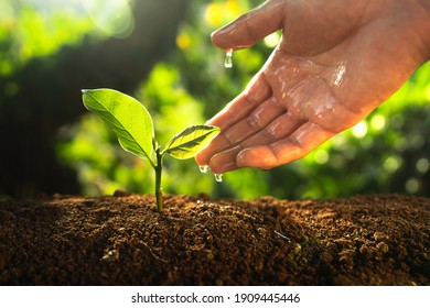 Tree planting ,Hands watering the plants in nature