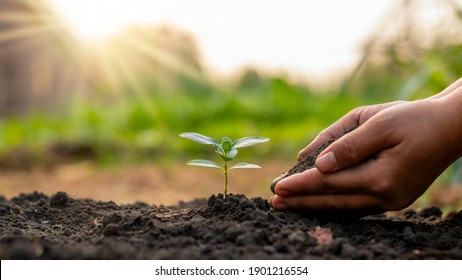 Tree planting, including planting trees by farmers by hand, plant growth ideas. - Shutterstock ID 1901216554