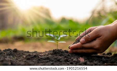 Tree planting, including planting trees by farmers by hand, plant growth ideas.
