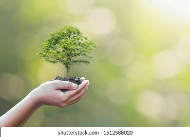 Tree planting on volunteer family's hands for eco friendly and corporate social responsibility campaign concept