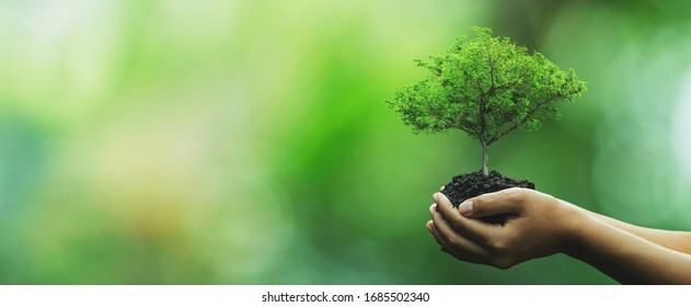 Tree Planting On Volunteer Family's Hands For Eco Friendly And Corporate Social Responsibility Campaign Concept