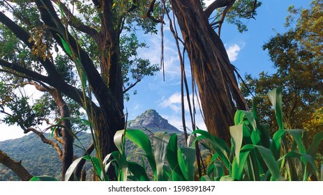 Tree and plants with nice location