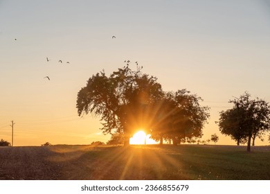 Tree plot in the evening sun