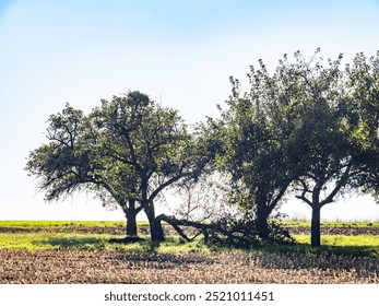 Tree plot with fruit tree 