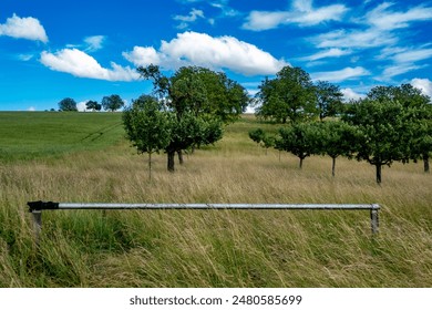 Tree plot with fruit trees in spring