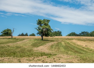 Tree plot with fruit trees in summer