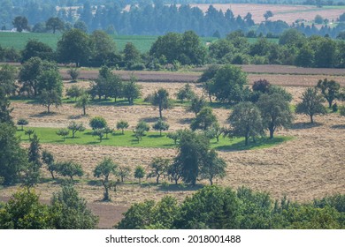 Tree plot with fruit trees in summer