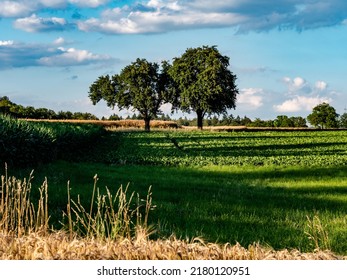 Tree plot with fruit trees in summer