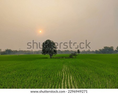 A tree and pond with sunset view in the background