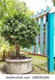 Tree in a pot