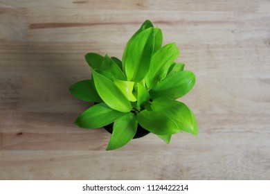 Tree in a pot