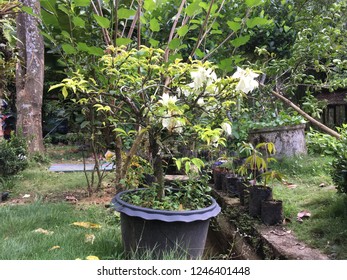 Tree in a pot