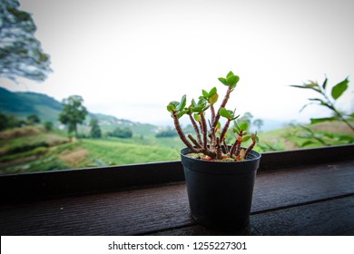 Tree in a pot