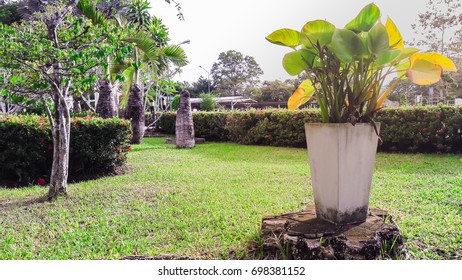 Tree in a pot