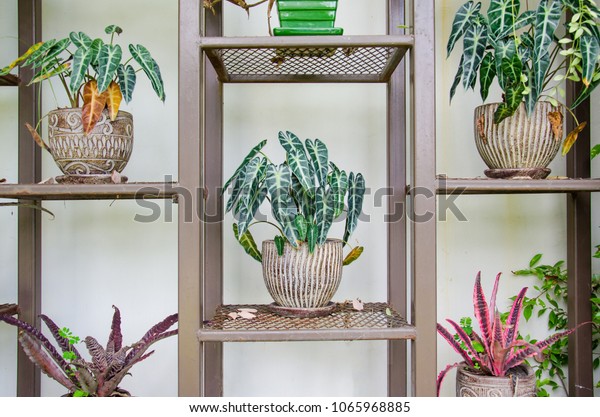 Tree Pot Decorate On Steel Shelf Stock Photo Edit Now 1065968885