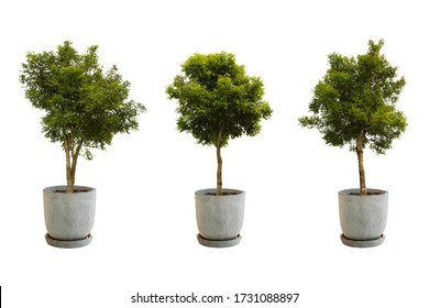 Tree In A Pot Isolate On White Background