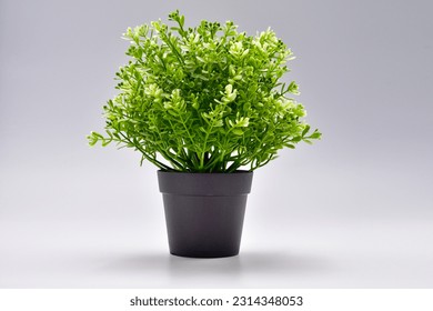 Tree in a pot isolate on White Background.minimalist style black plant pot.Artificial green grass in pot on white background