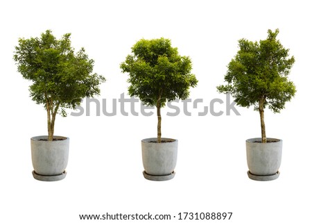 Tree in a pot Isolate on White Background