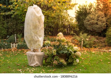 Tree In Pot Is Wrapped In Fleece For The Winter. Autumn Work In The Garden.