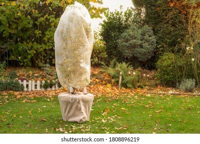 Tree In Pot Is Wrapped In Fleece For The Winter. Autumn Work In The Garden. 