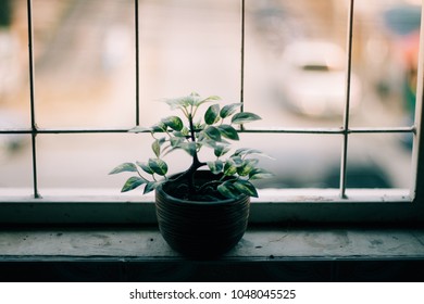 Tree pots by the window