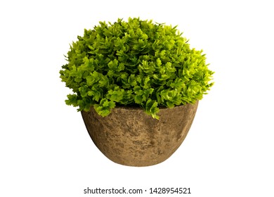 tree in a pots on white background - Shutterstock ID 1428954521
