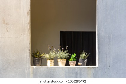 
Tree pots on the window
