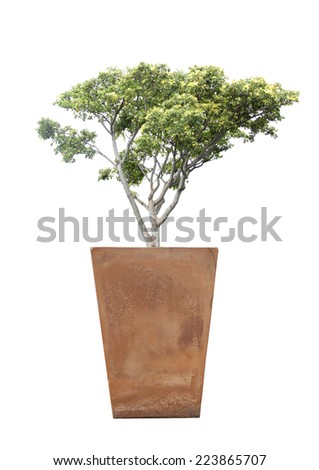 Tree in potted on white background.