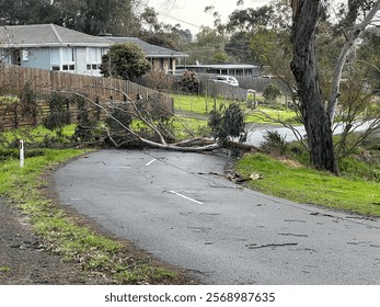 Tree and power lines fallen over on road